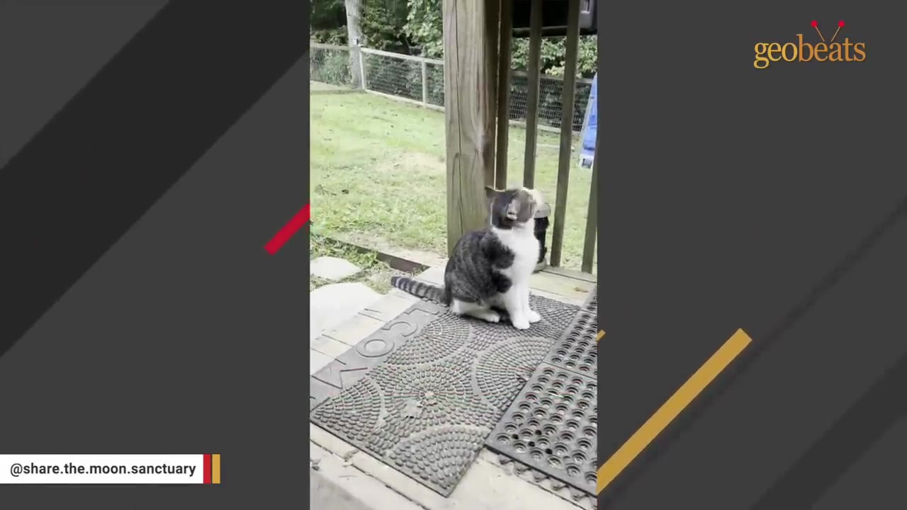 A grey and white cat sits on a doormat on a wooden porch, looking up attentively.