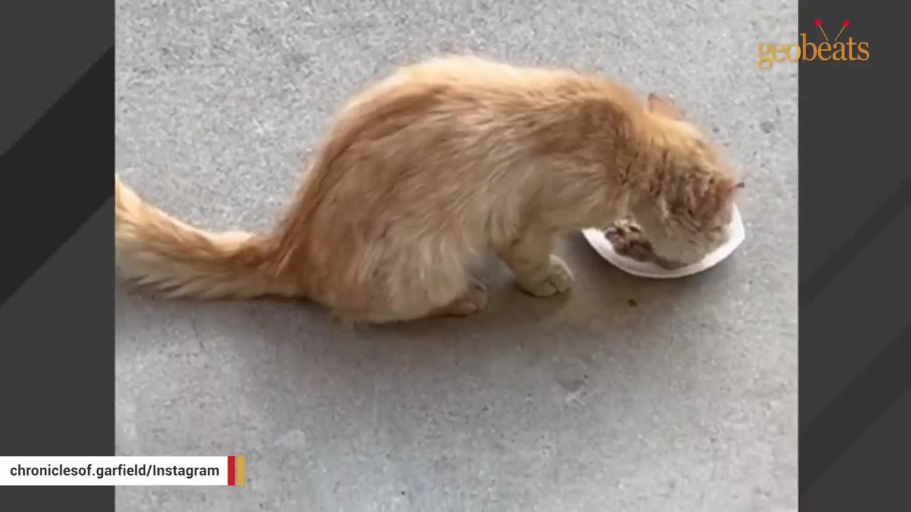 An orange, fluffy cat eating food from a white paper plate on a concrete patio.