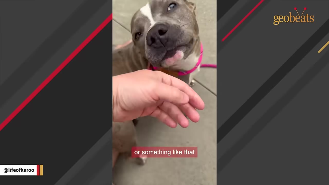 A close-up of a grey and white dog with a pink collar looking up affectionately at a hand reaching out to pet her.