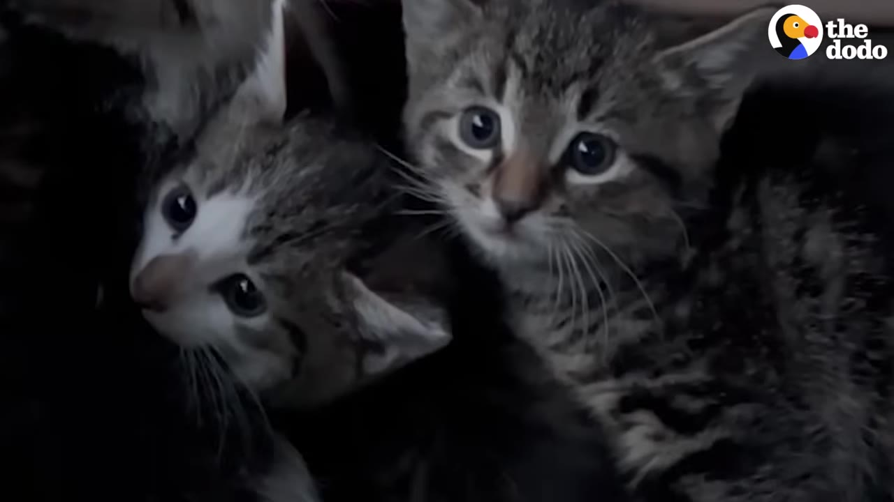 A close-up of two tabby kittens looking in different directions with curious expressions.