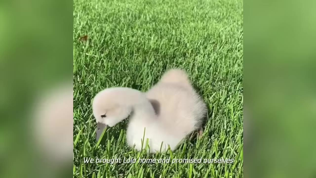 A small, fluffy grey and white cygnet sitting in green grass.