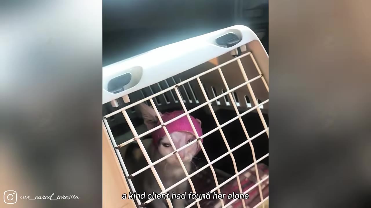 A small kitten with a large pink bandage wrapped around its head looks out from inside a white pet carrier.