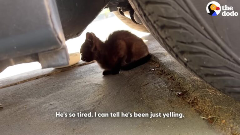 Woman Spots A Tiny Kitten Hiding Under A Car In Florida And Refuses To Leave Without Him