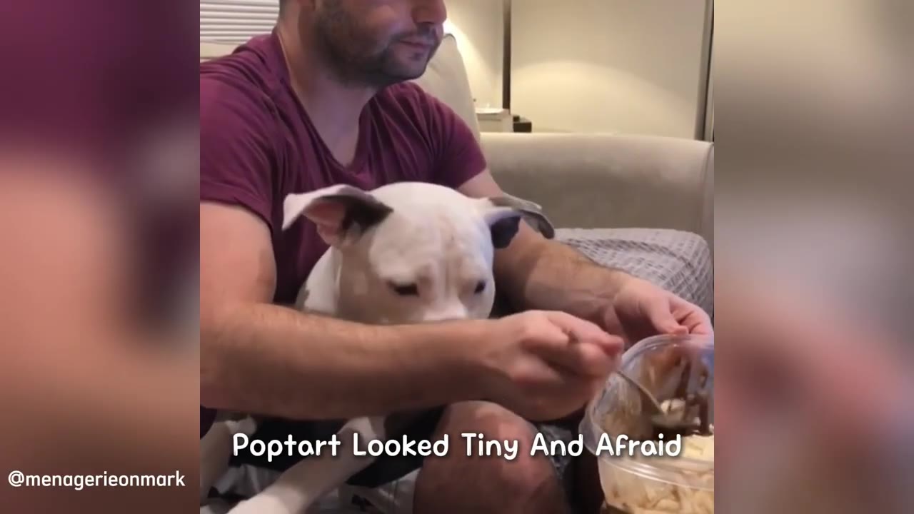 A white and grey dog sits in a man's lap, looking down with a sad expression while being held.