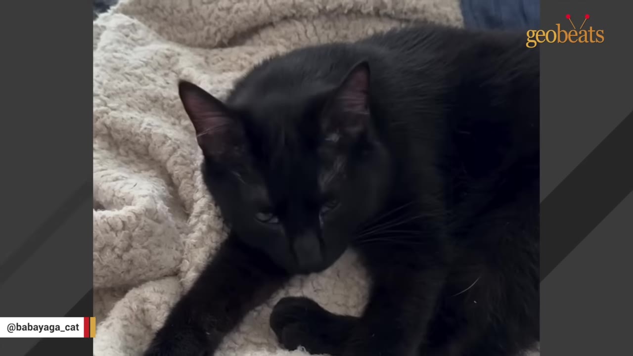 A black cat named Baba lies comfortably on a soft, textured white blanket, looking relaxed.