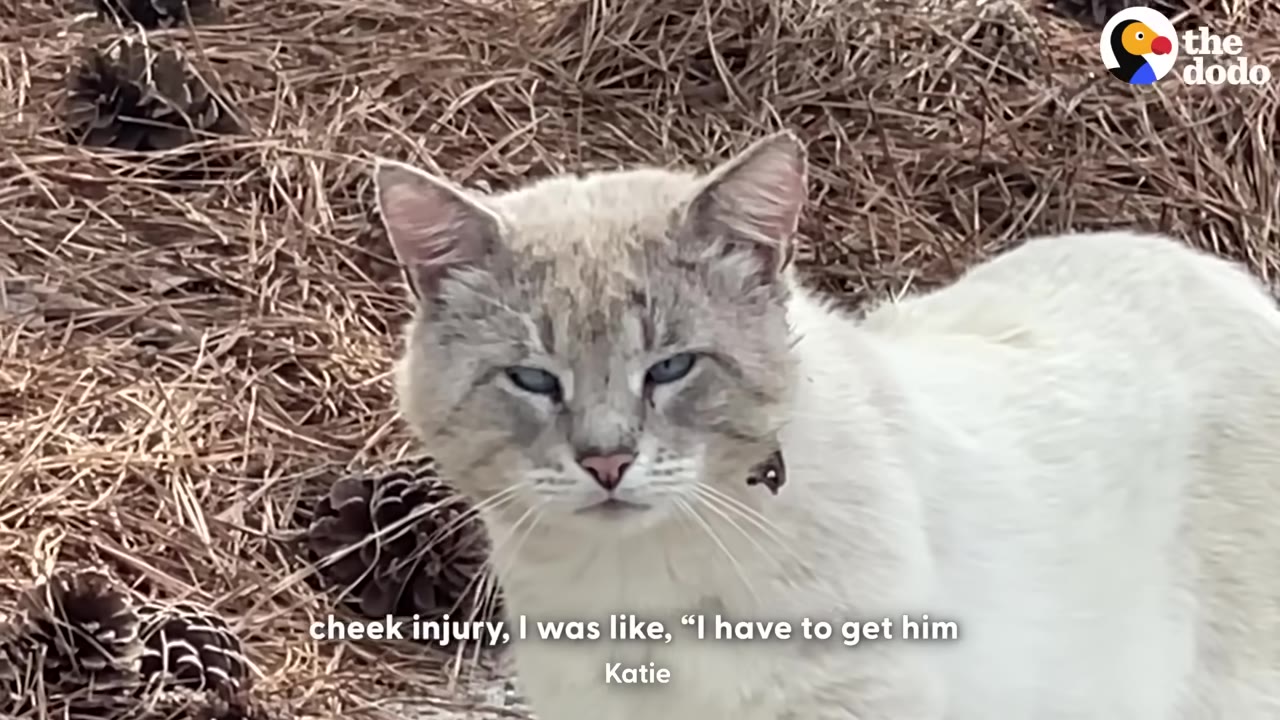 A close-up of a light-colored stray cat with blue eyes sitting on a bed of dry pine needles and pine cones.