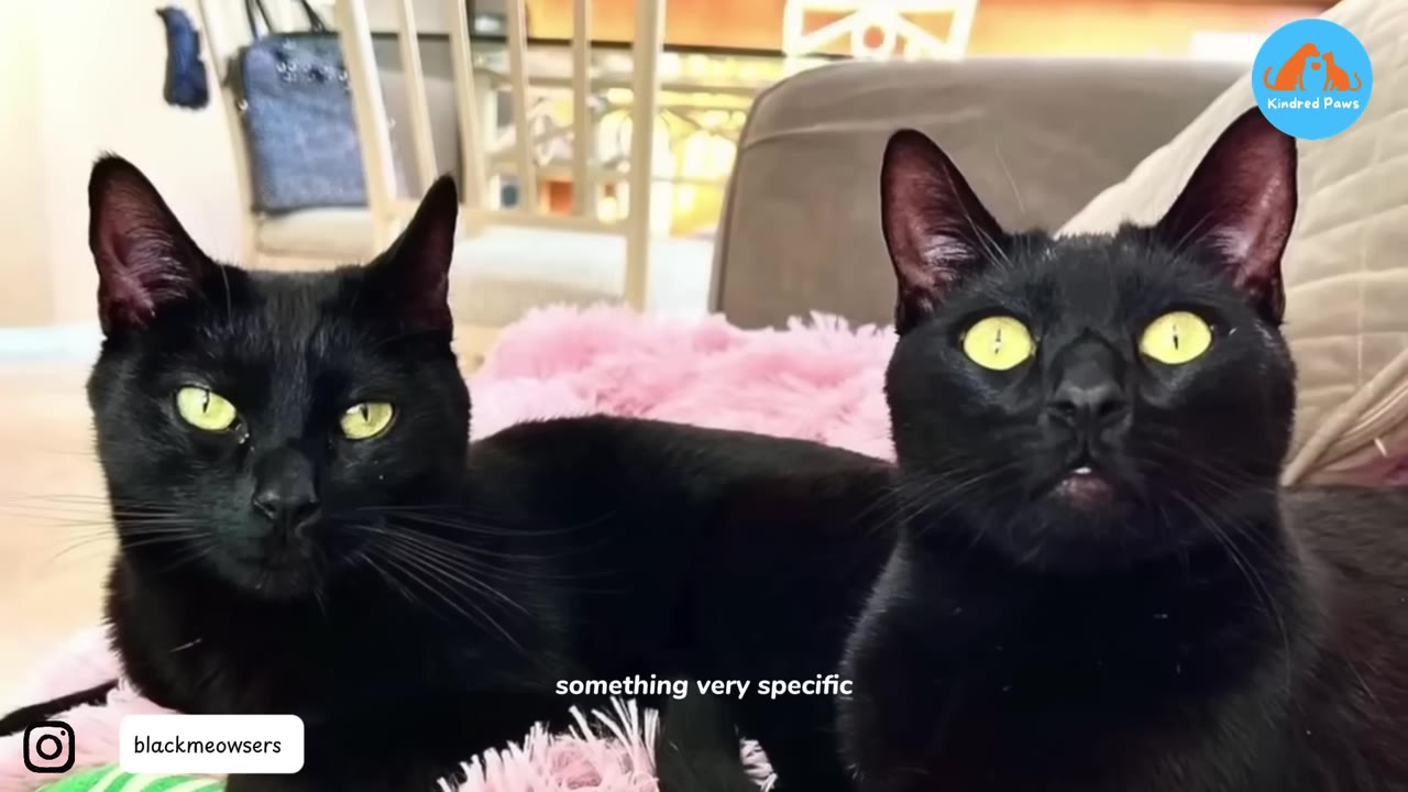 Two black cats with bright yellow-green eyes sit side-by-side on a pink blanket.