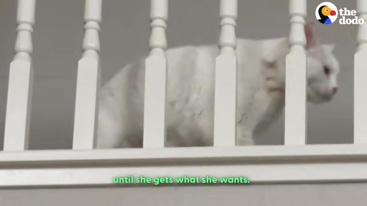 A white cat walks along a second-floor landing behind white wooden stair balusters.