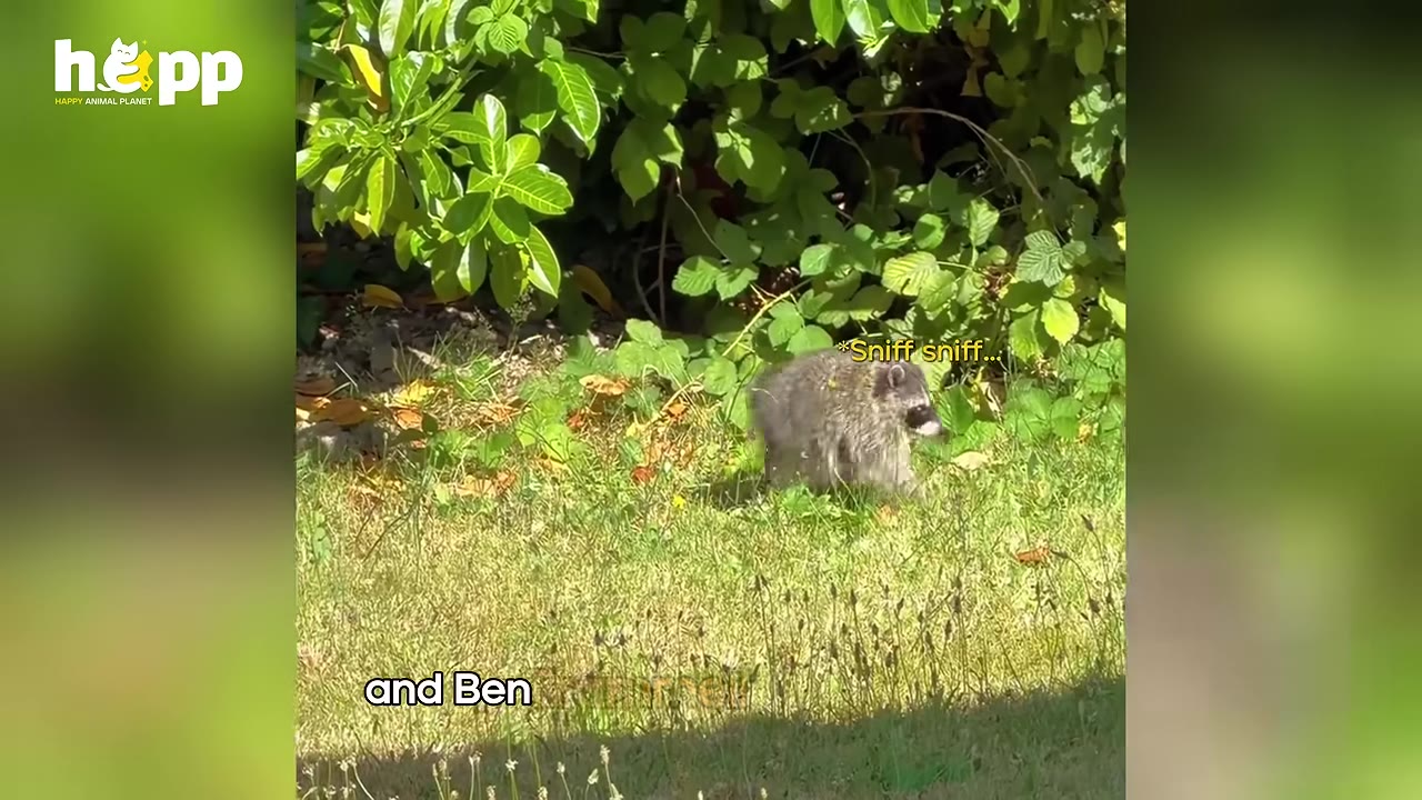 A small raccoon cub walks on a grassy lawn in front of green bushes, with the text 'and Ben' visible at the bottom.