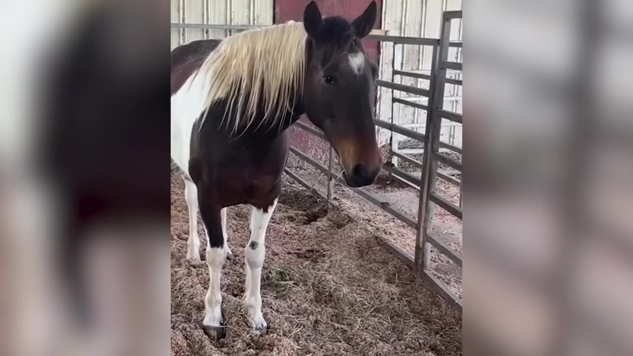 A brown and white paint horse with a long blonde mane stands in a dirt pen next to a metal gate.