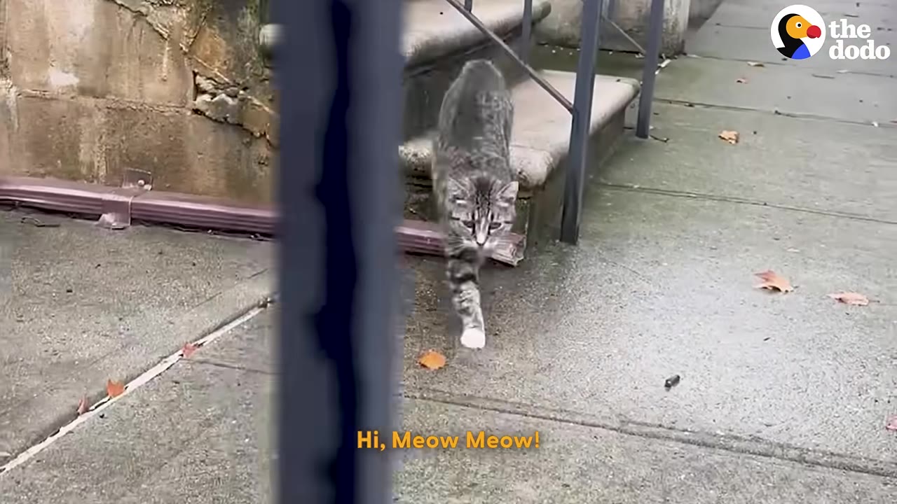 A grey tabby cat with white paws walks down concrete steps onto a sidewalk, viewed through a metal fence.