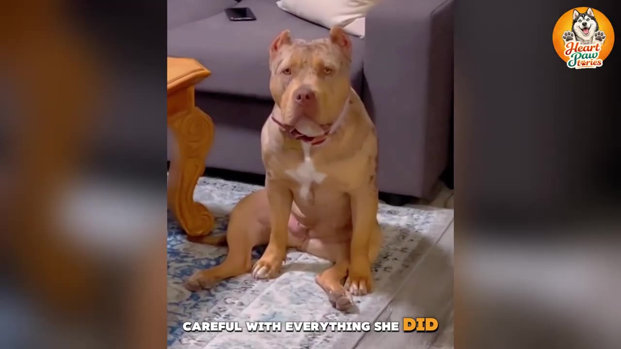 A tan pit bull-type dog sits hesitantly on a patterned rug in a living room next to a sofa, looking directly at the camera with a cautious expression.