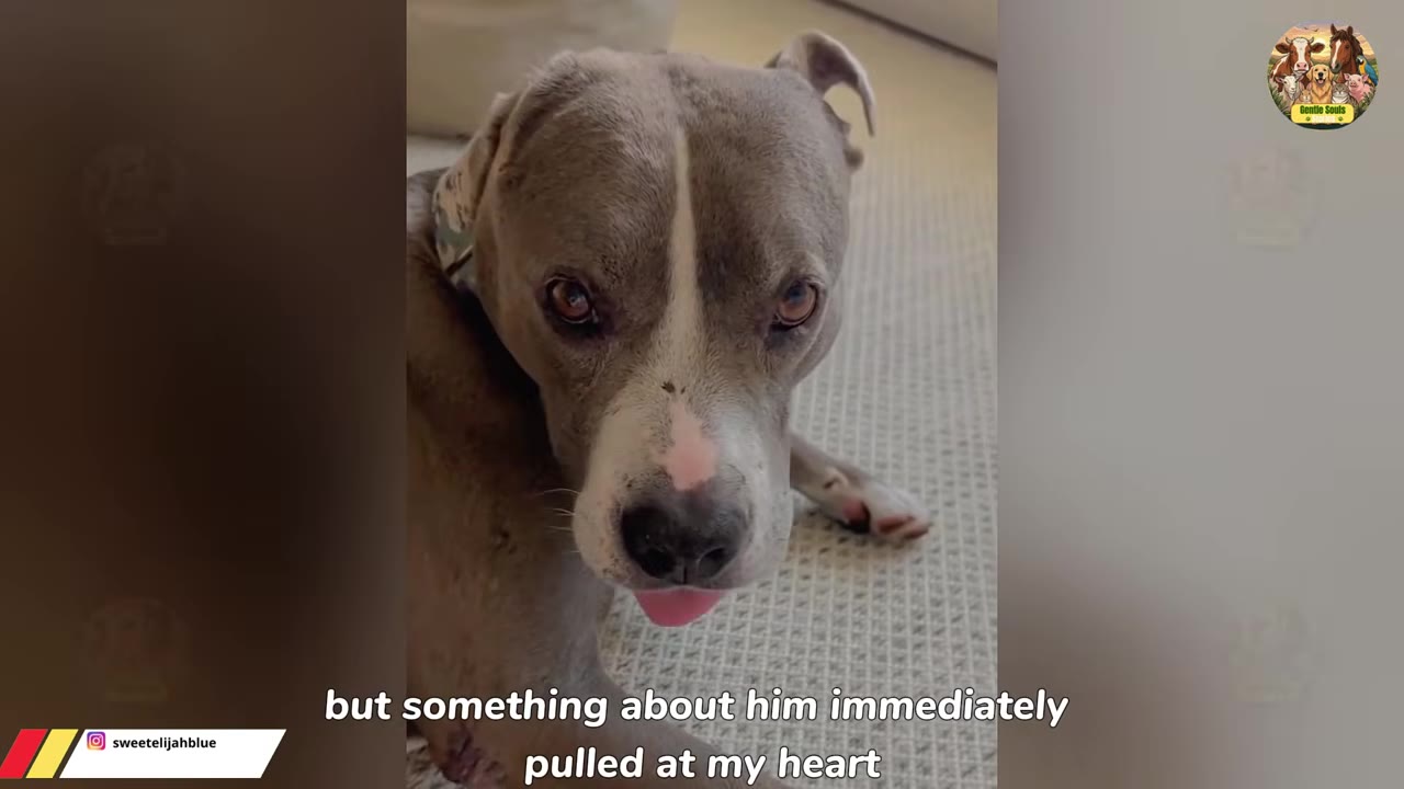 A close-up shot of a grey and white pit bull-type dog looking directly at the camera with expressive brown eyes and its tongue slightly sticking out.