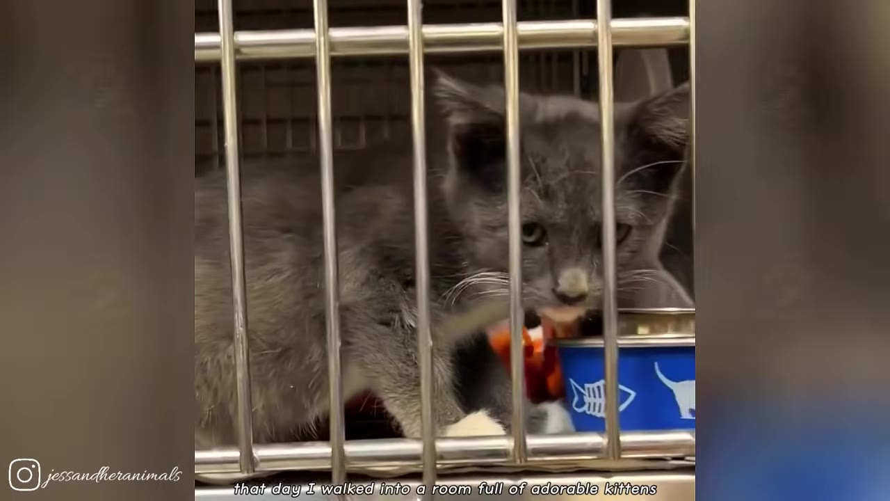 A small grey kitten with white paws looks out from behind the metal bars of a shelter cage.