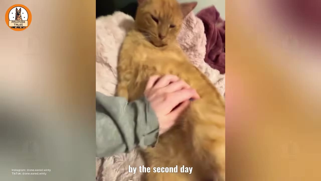 An orange cat lying on its back on a soft blanket while a person's hand gently rubs its belly.