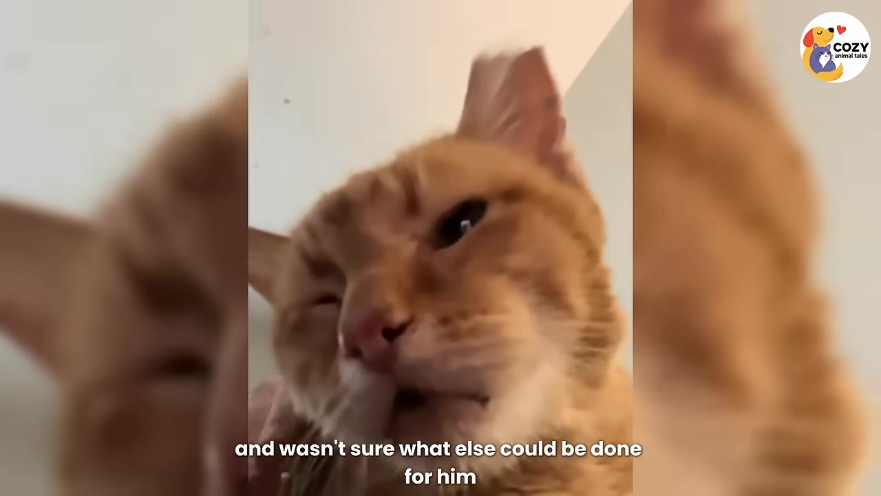 A close-up shot of an orange tabby cat looking slightly downcast as a hand gently pets its head.