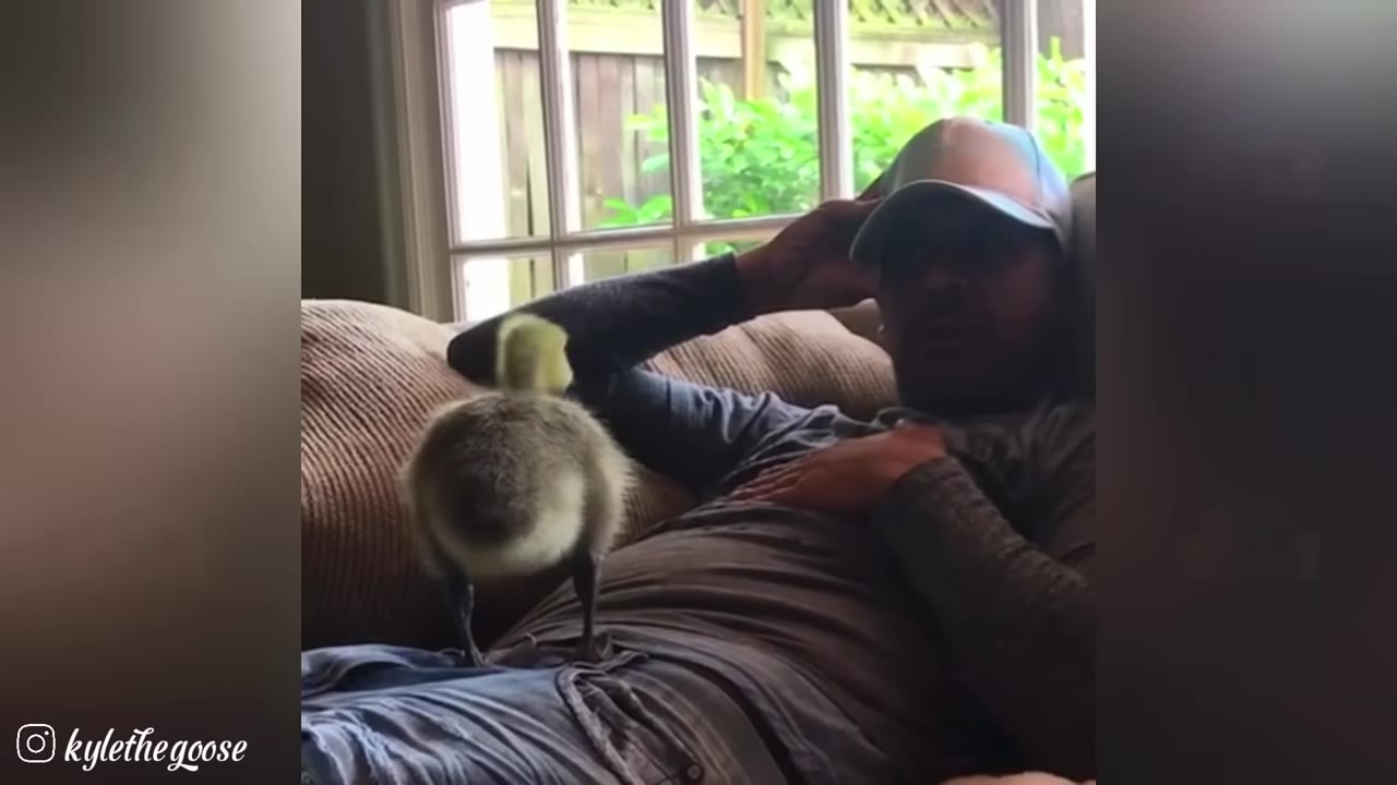 A small gosling stands on the lap of a man wearing a baseball cap who is reclining on a couch.