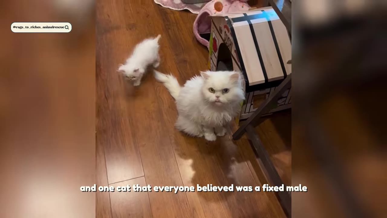 A fluffy white adult Persian cat sits on a wooden floor next to a small white kitten.