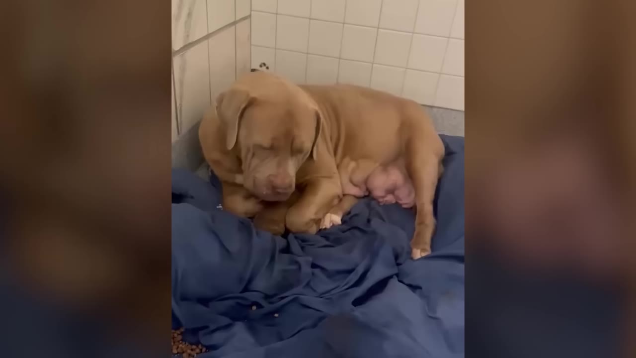 A light brown dog lies curled up on a blue blanket in a tiled shelter corner, with a tiny newborn puppy nestled against her belly.