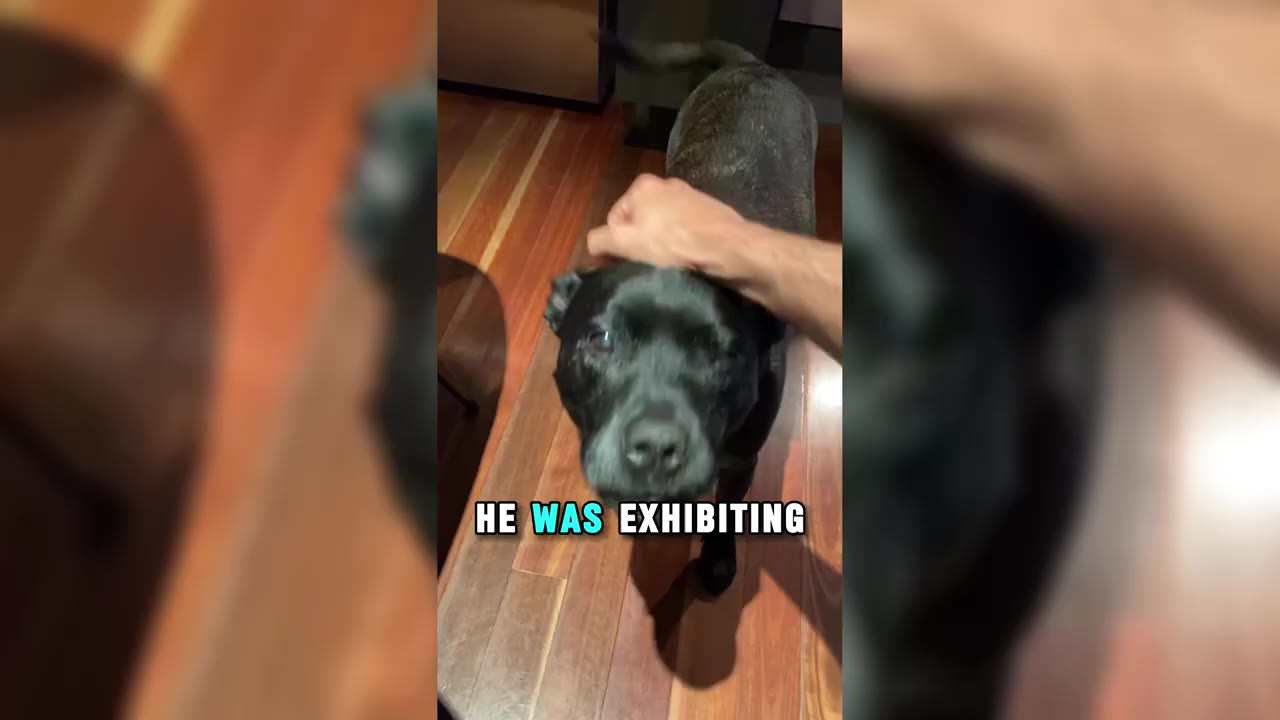 A black dog stands on a wooden floor inside a house as a hand reaches out to pet its head.