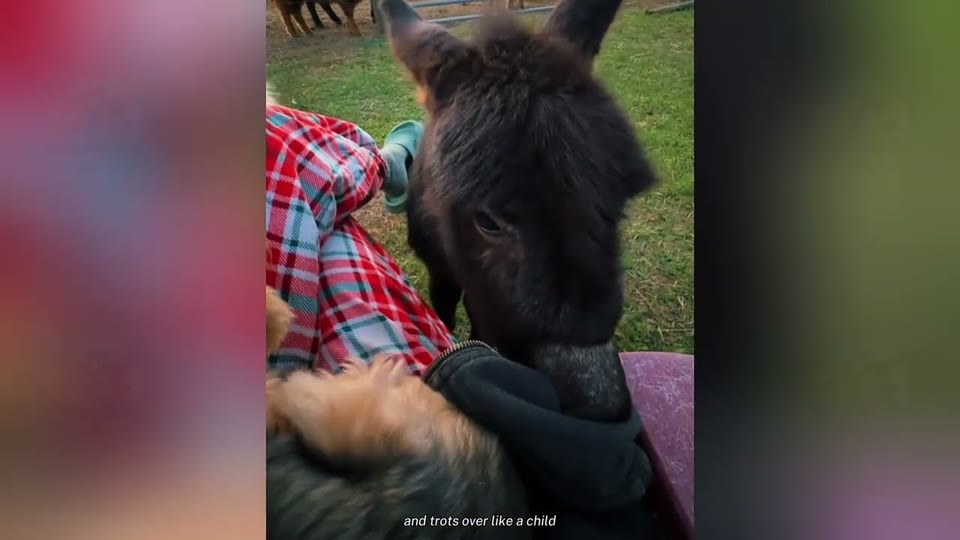 Video frame for An Unexpected Discovery in the Tall Grass