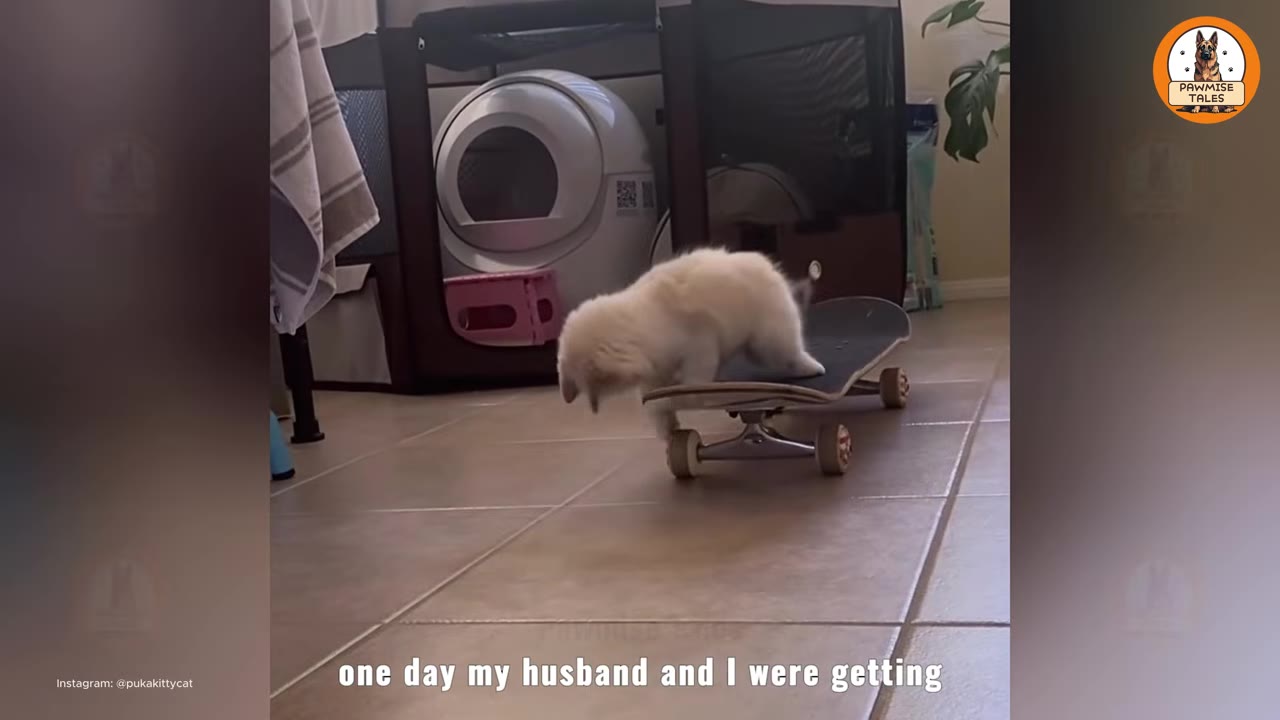 A small, fluffy white kitten steps onto a black skateboard on a tiled floor.