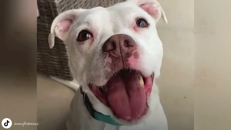 Video frame for An Unexpected Greeting