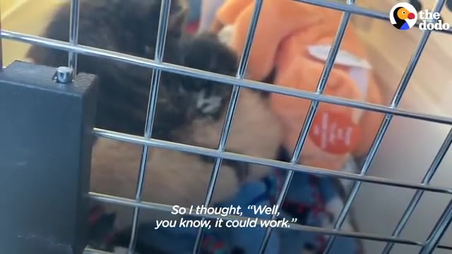 Video frame for An Unexpected Search for Comfort