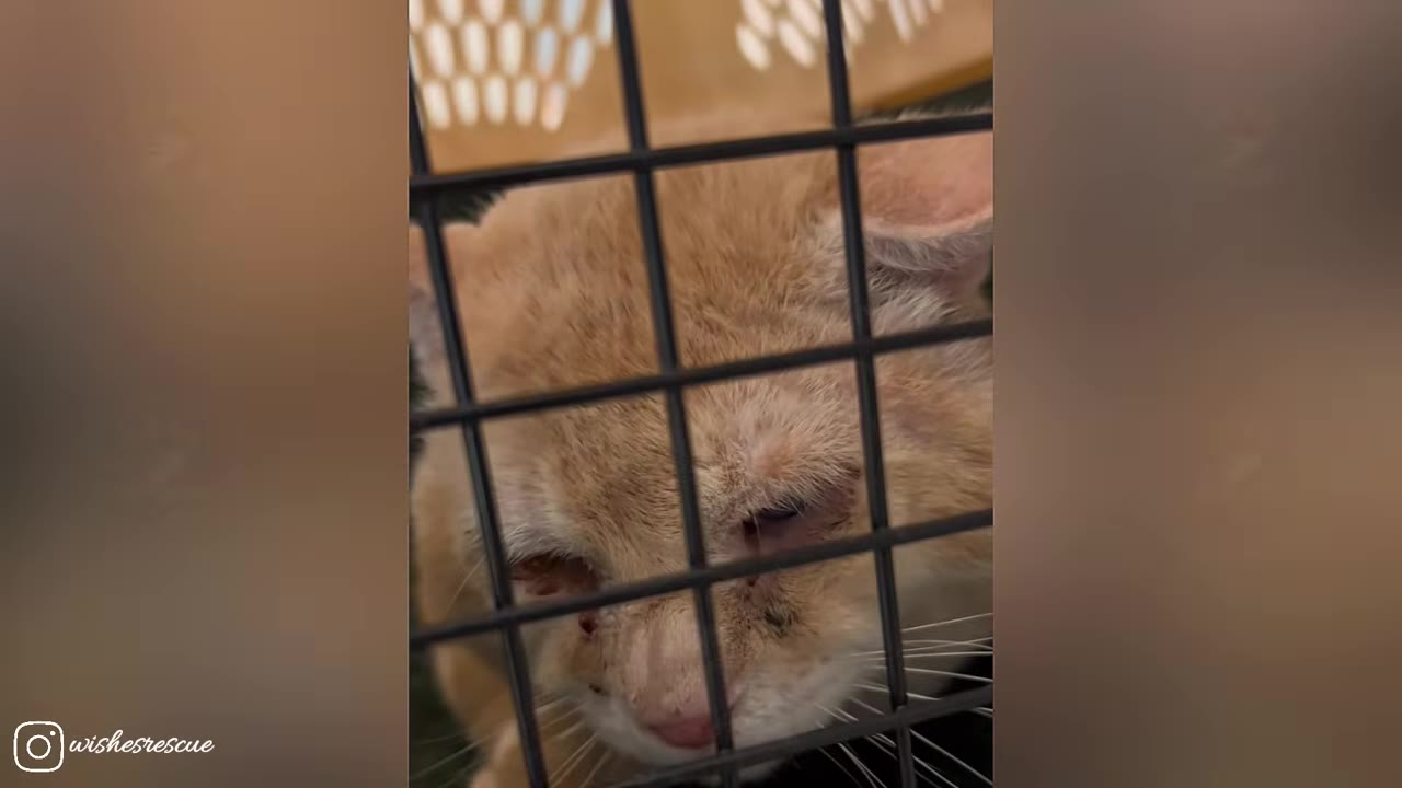 A close-up shot of an injured orange cat looking down sadly from inside a wire cage.