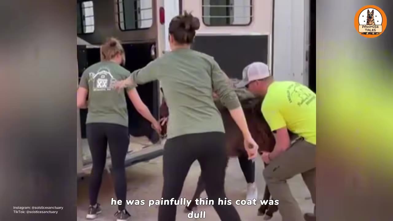 Three people assist a thin, dark-furred donkey as it is unloaded from the back of a transport trailer.