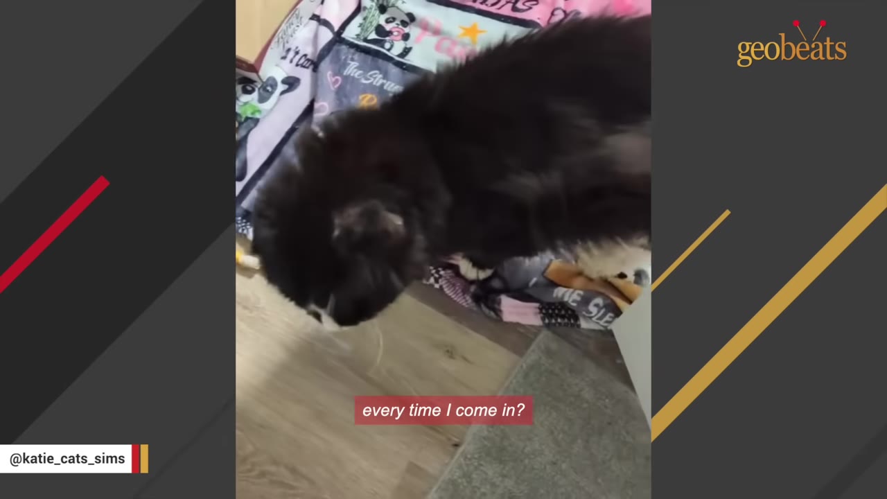A fluffy black and white cat stands on a wooden floor next to a colorful blanket.