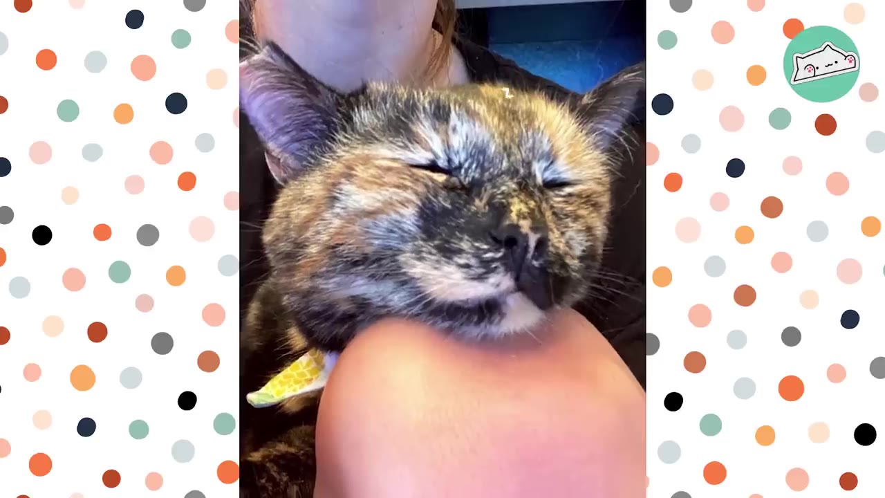 A close-up of a tortoiseshell kitten resting its head comfortably on a person's knee with its eyes closed.