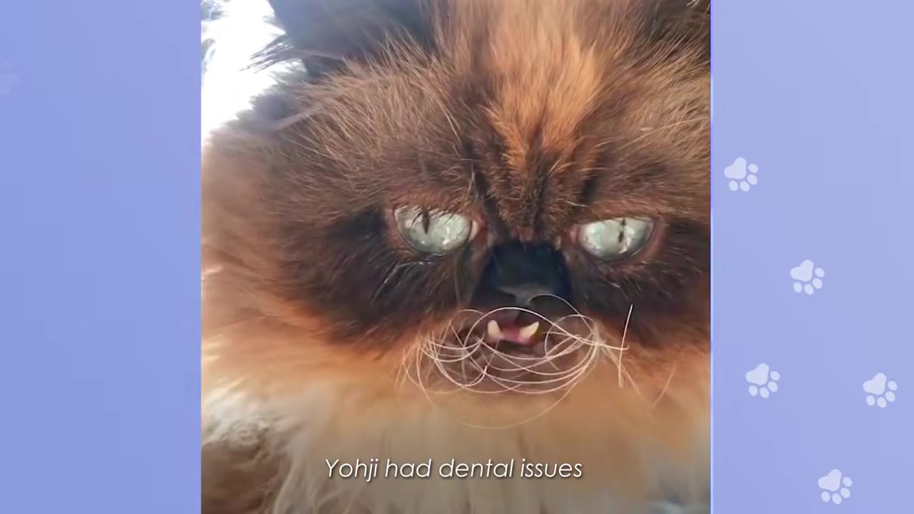 A close-up of a fluffy brown and black Persian cat named Yohji, showing his unique face with visible teeth and crooked whiskers.