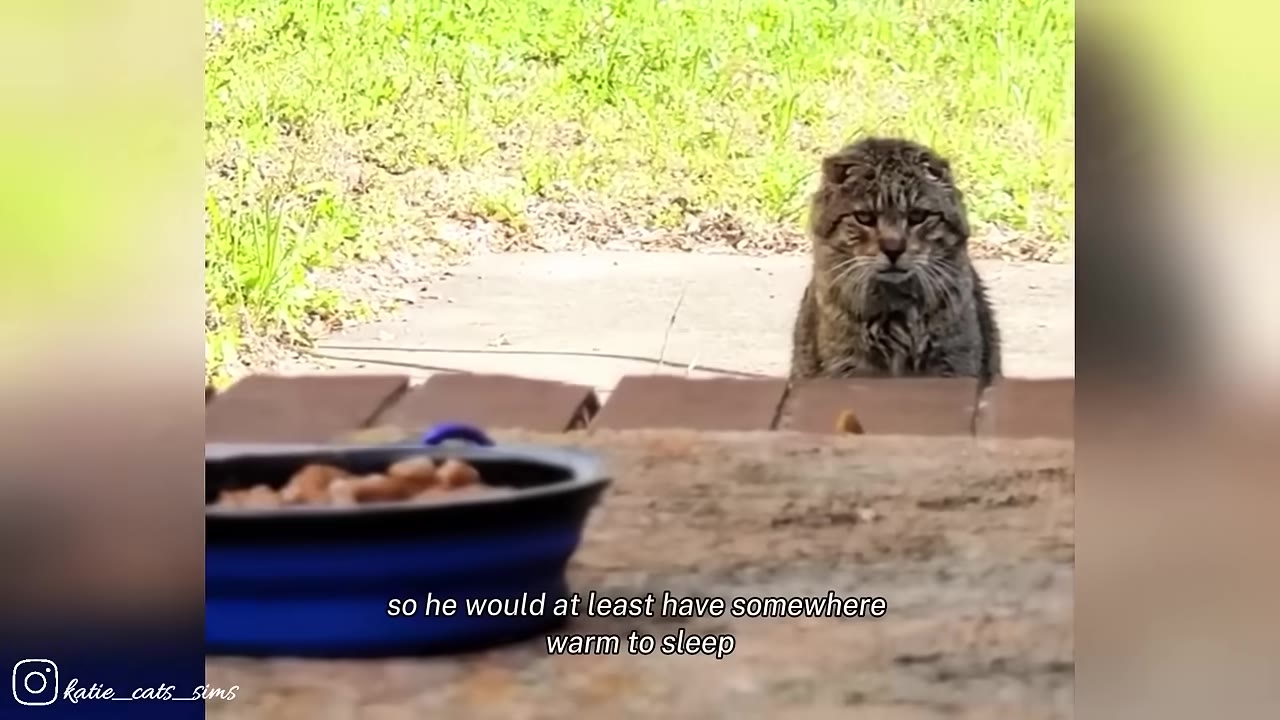 A fluffy tabby cat with folded ears sits outside on a concrete patio, looking towards a blue bowl of food placed near a doorway.