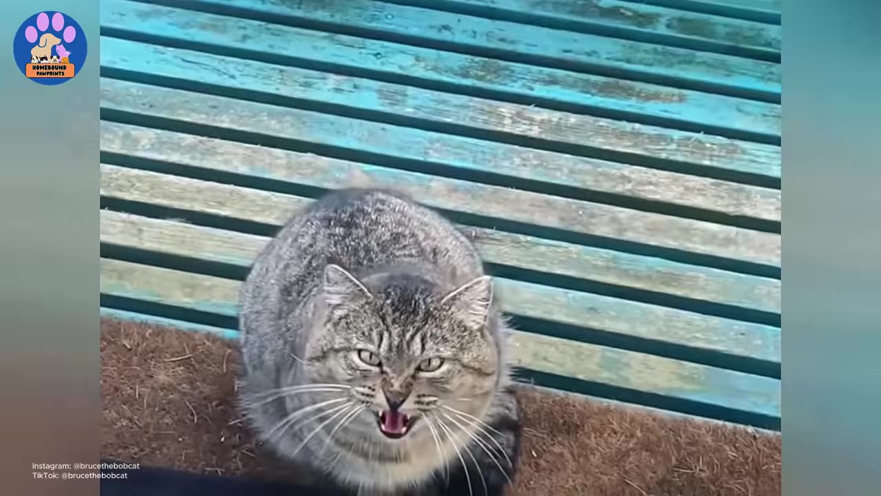 A tabby cat sits on a brown doormat in front of a blue wooden bench, looking up with its mouth open.