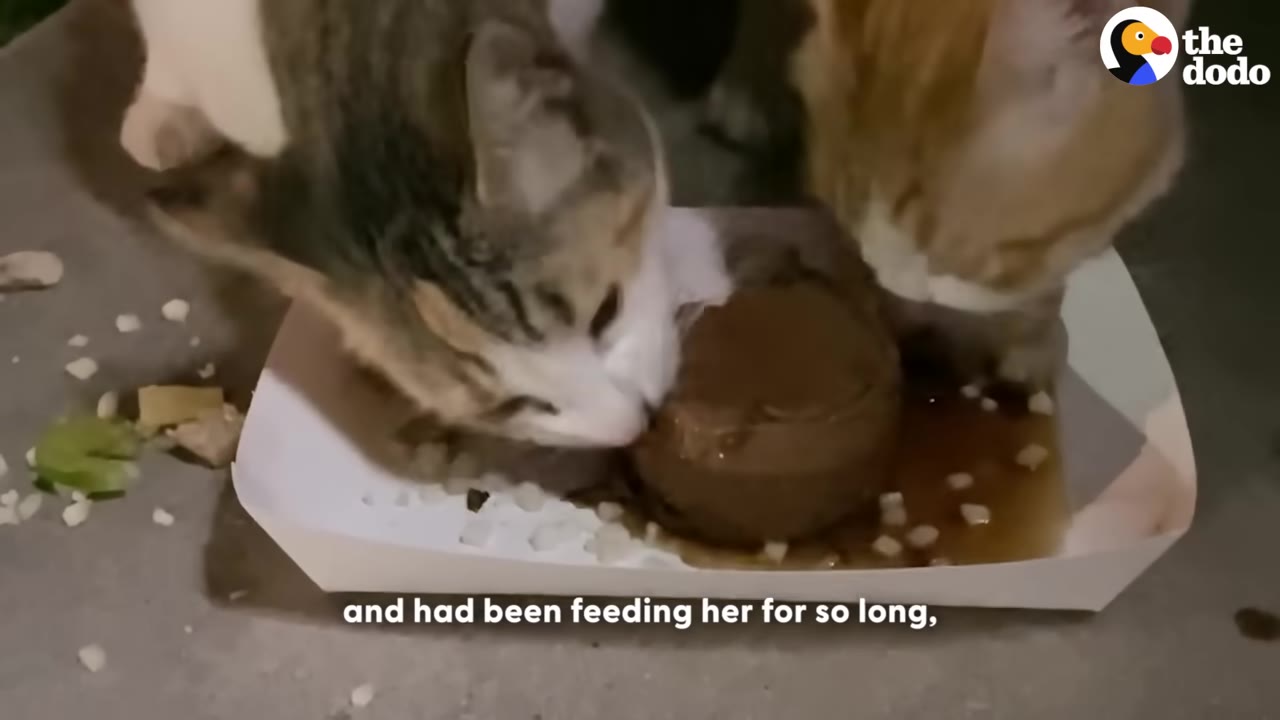 Two cats eating wet food from a paper tray on the ground.