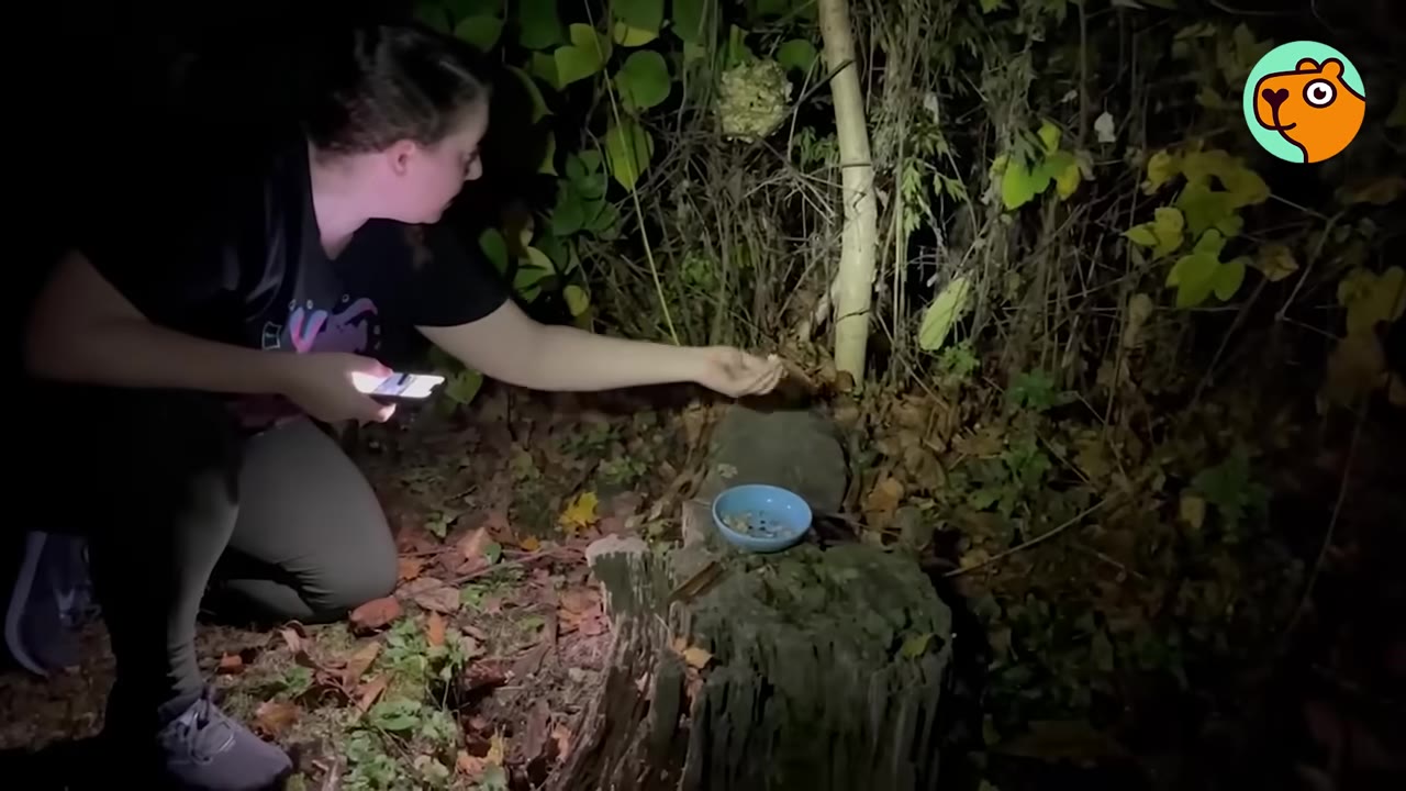 A woman kneels in the dark woods at night, holding a glowing smartphone in one hand and reaching her other hand out towards the brush near a blue bowl on a tree stump.