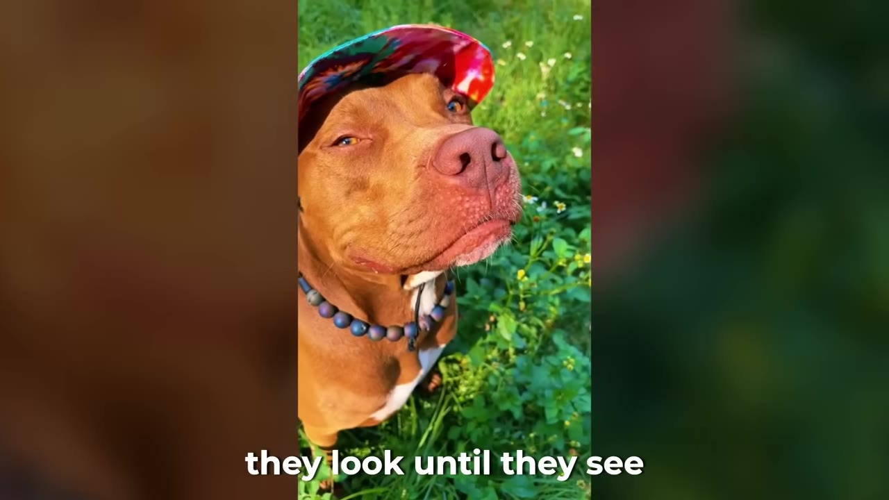 A brown pit bull wearing a colorful tie-dye cap and a beaded necklace sits outside in a grassy area.