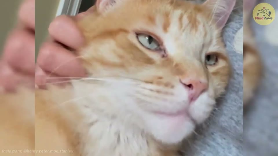 Video frame for Choosing His New Family