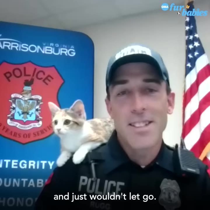 A small calico kitten clings to the shoulder of a smiling police officer wearing a cap and uniform, with an American flag and a Harrisonburg Police sign in the background.