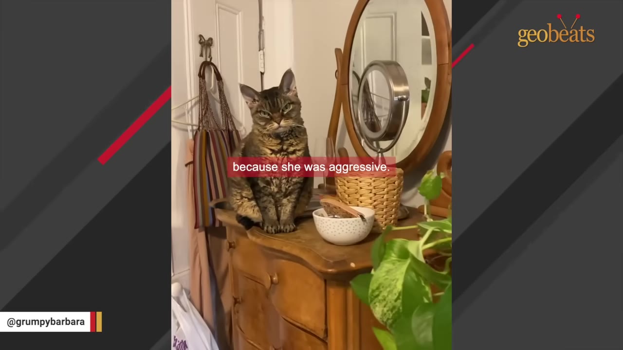 A brown tabby cat with a grumpy, intense facial expression sits on a wooden dresser next to a mirror.