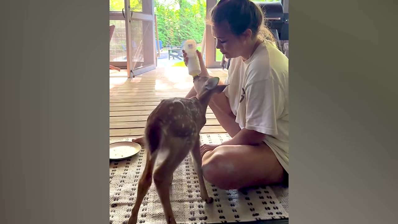 A small, thin fawn stands on a rug on a wooden deck, drinking from a bottle held by a woman sitting on the floor.