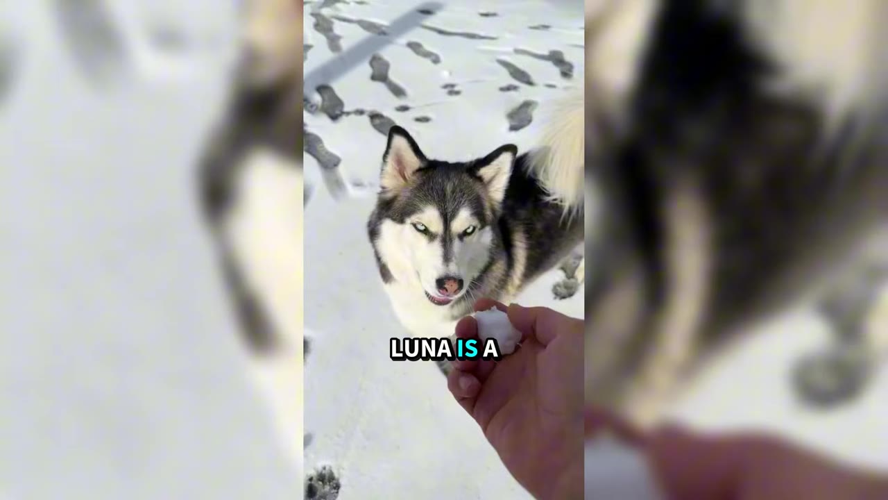 A close-up shot of a husky looking intently at a hand holding a piece of snow.