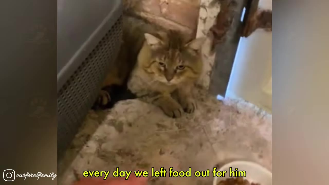 A fluffy brown tabby cat sits warily in a corner next to a pet carrier, looking directly at the camera with a cautious expression.