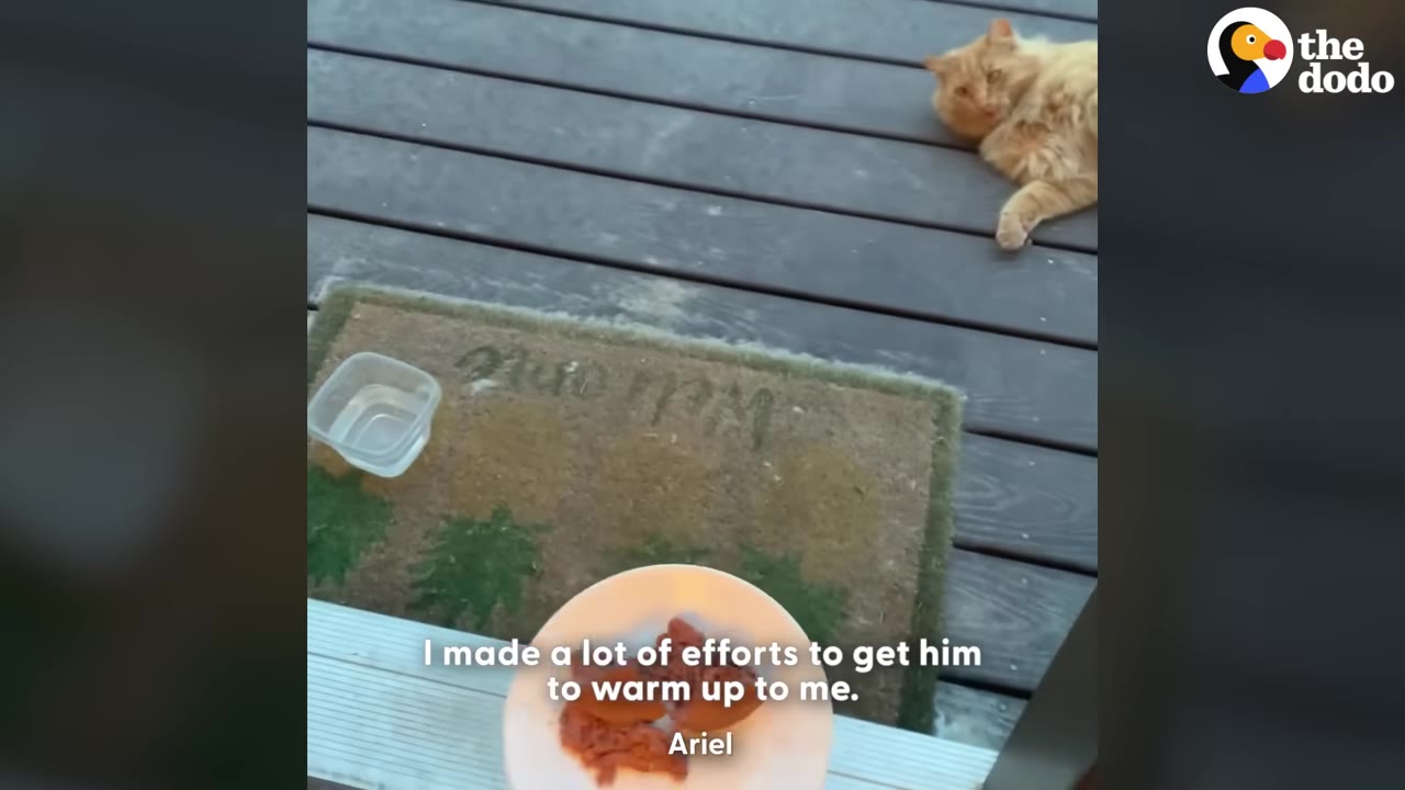 A plate of food and a bowl of water are placed on a wooden deck, with a fluffy orange cat sitting at a distance, looking towards the camera.