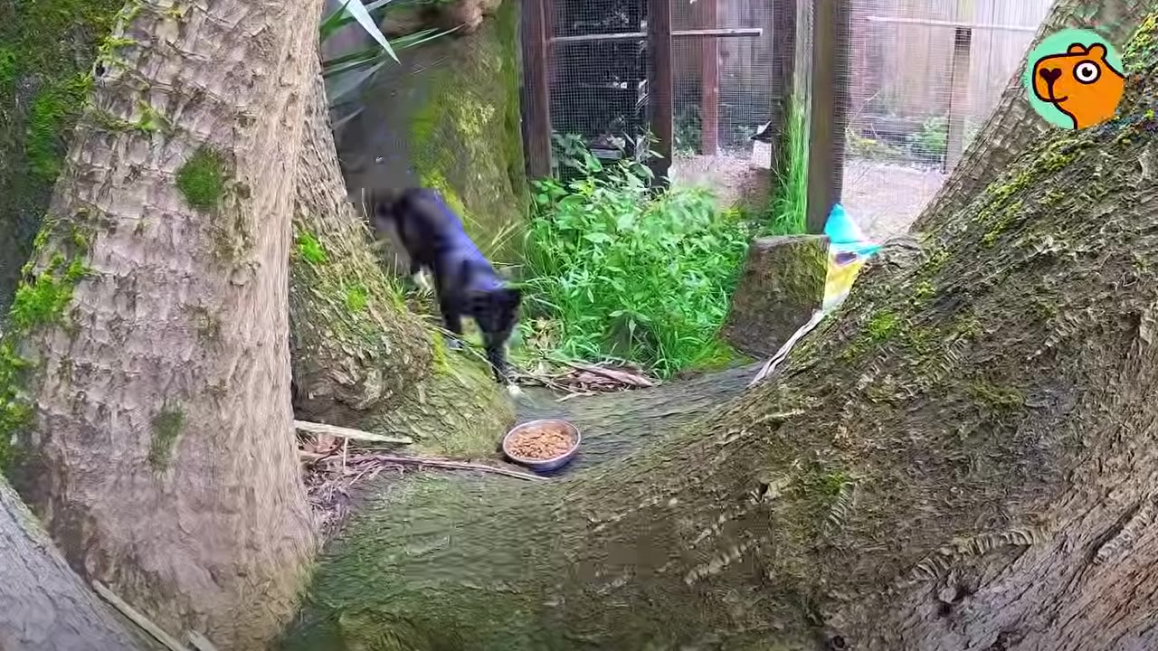 A black cat cautiously approaches a metal bowl filled with dry cat food placed on a mossy tree trunk in a yard.