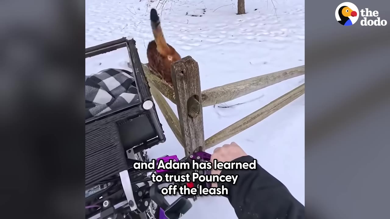 A brown cat walks along a wooden split-rail fence in a snowy field, seen from the perspective of someone holding bicycle handlebars.