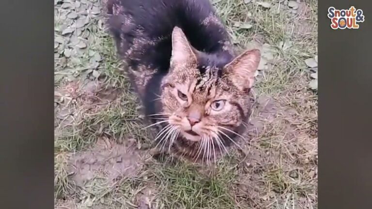 Pennsylvania Cat Showed Up Outside Woman’s Window Angry And Hissing, Then She Reached His Heart