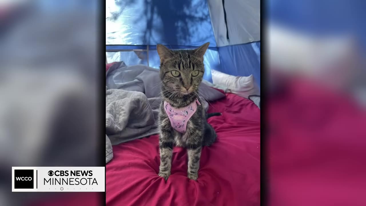 A tabby cat wearing a pink harness sits on a red sleeping bag inside a blue camping tent.