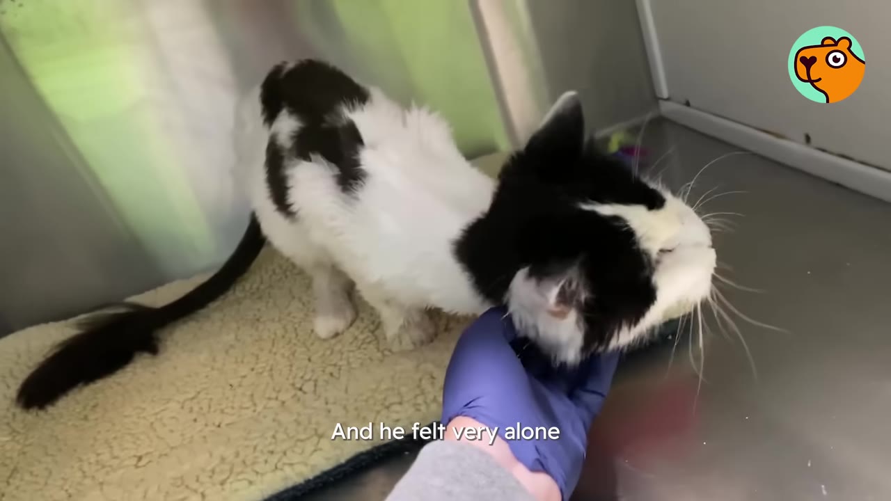 A thin black and white cat stands inside a metal shelter enclosure while a hand in a blue glove gently pets its chin.